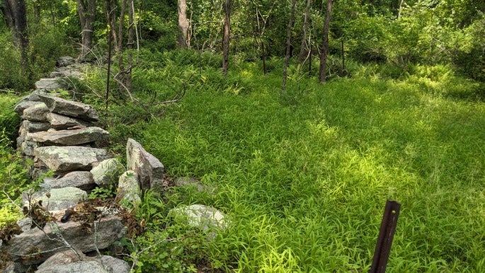 A stone wall surrounded by lush grass.