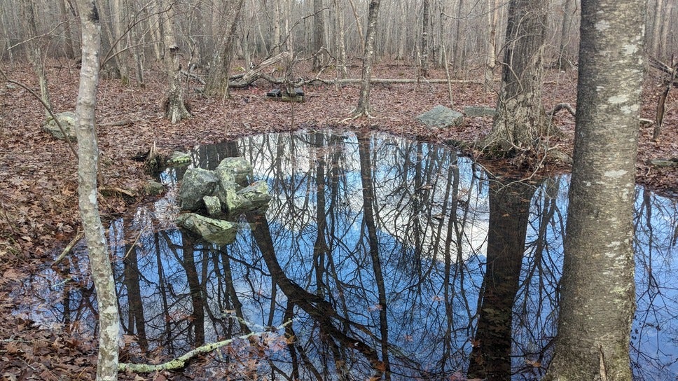 A shallow pool with water reflecting bare trees and blue sky.