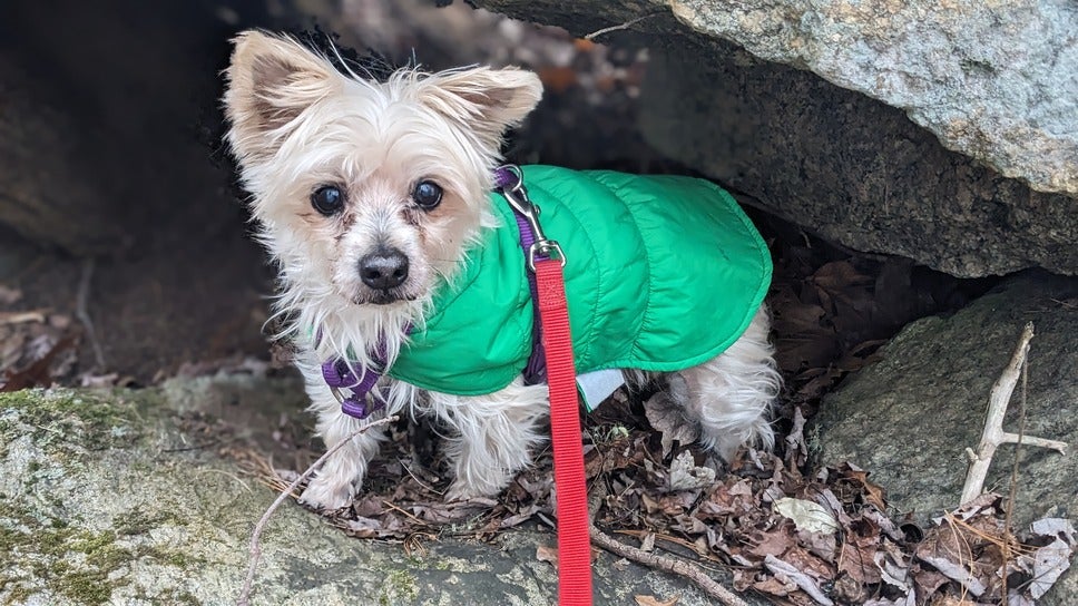 A small tan dog with a green coat and a red leash looks at the camera.