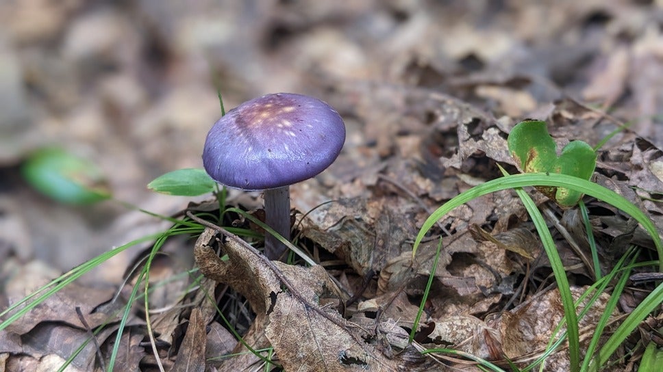 A purple mushroom growing through dead leaves in the North Woods.