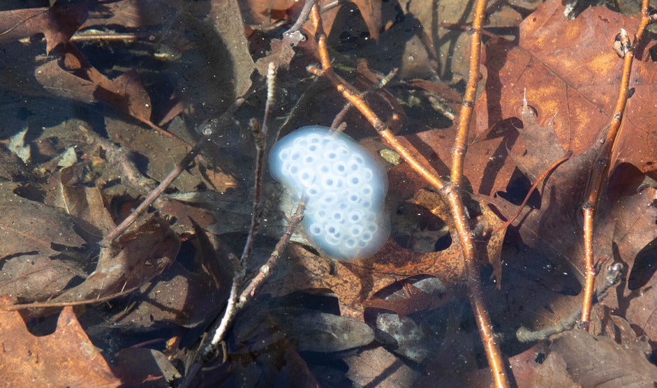 A gelatinous mass of white salamander eggs with dark centers floating in shallow water.