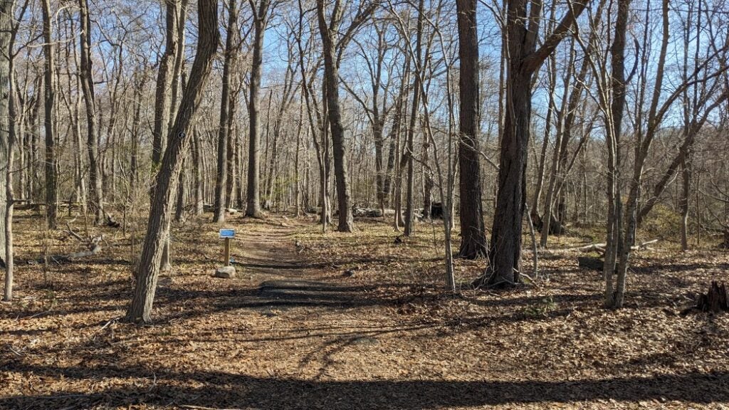 A path leading towards trees and stone walls.