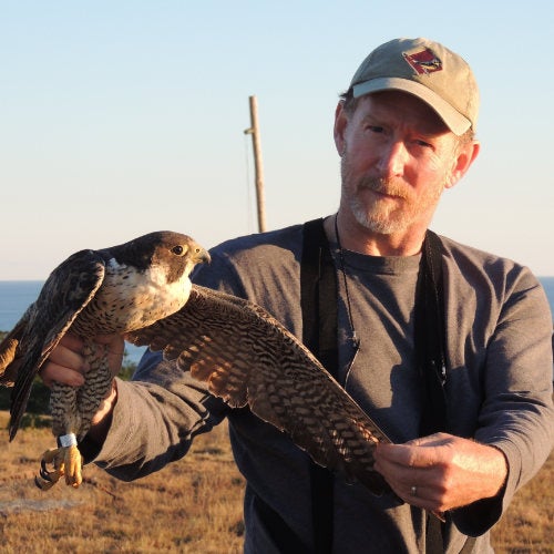 Natural Resources Science faculty member, Scott McWilliams holding out the wing of a larger raptor
