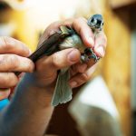 Peter Paton measures the wing of a tufted titmouse and assesses the condition of its flight feathers.