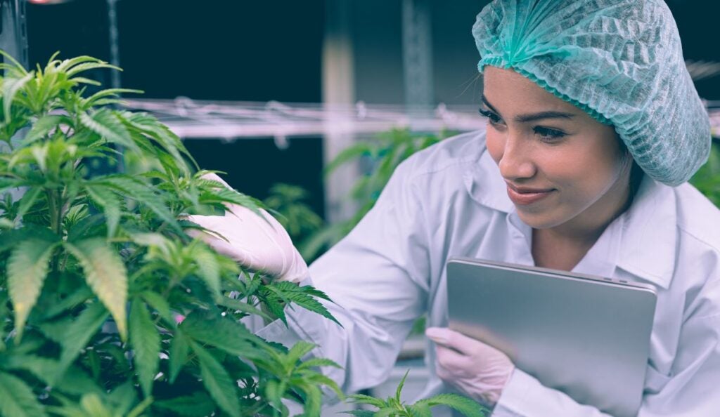 Cultivation Specialist analyzing cannabis plant.