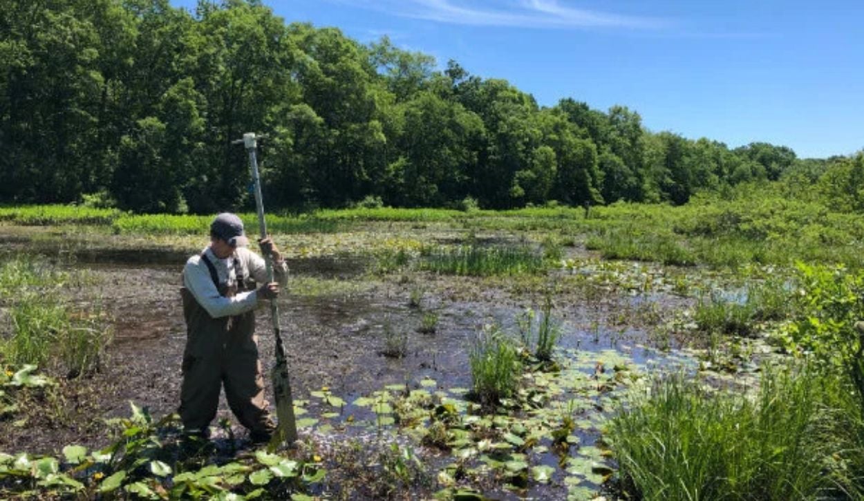 The image depicts a person wearing waders standing in a shallow marshy area, surrounded by lush green vegetation. The individual is holding a large pole with both hands, positioned mostly vertically. The foreground features an array of aquatic plants, including lily pads and tall grasses emerging from the water. The water surface exhibits a brownish tint, indicative of a wetland environment. In the background, a dense line of tall trees forms the boundary of the marsh, with a clear blue sky overhead, suggesting a sunny day.