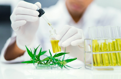 A researcher works with cannabis oil