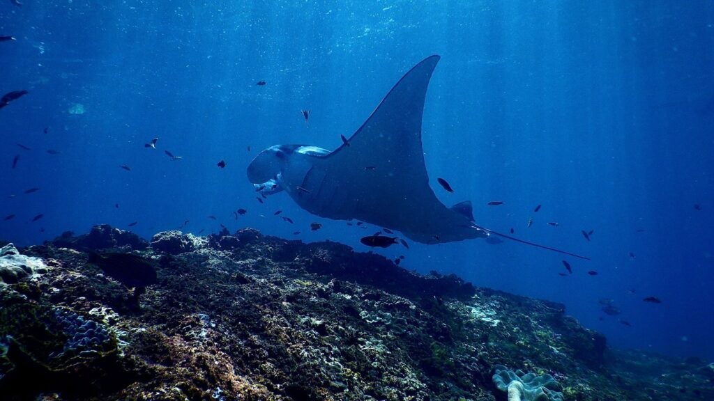 Exotic reef manta ray swimming undersea in sunlight.