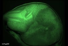 Constitutive GFP expression in stable Cas 9 Sorghum line