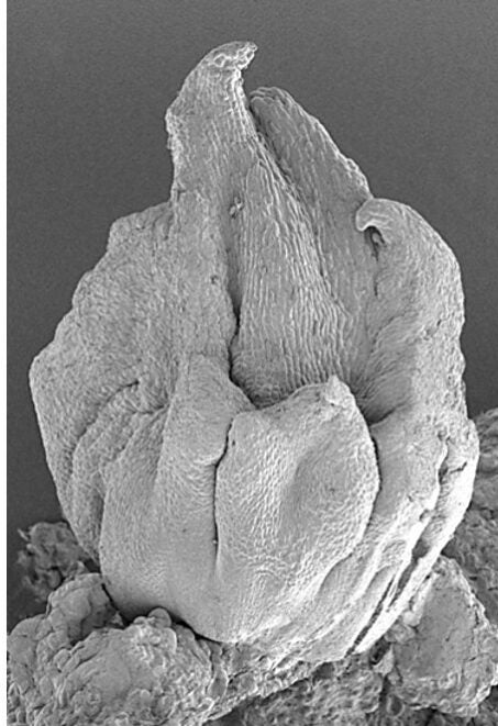 Scanning electron micrograph of GRF-GIF
response in Sorghum bicolor L.