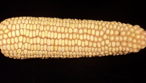 corn_research