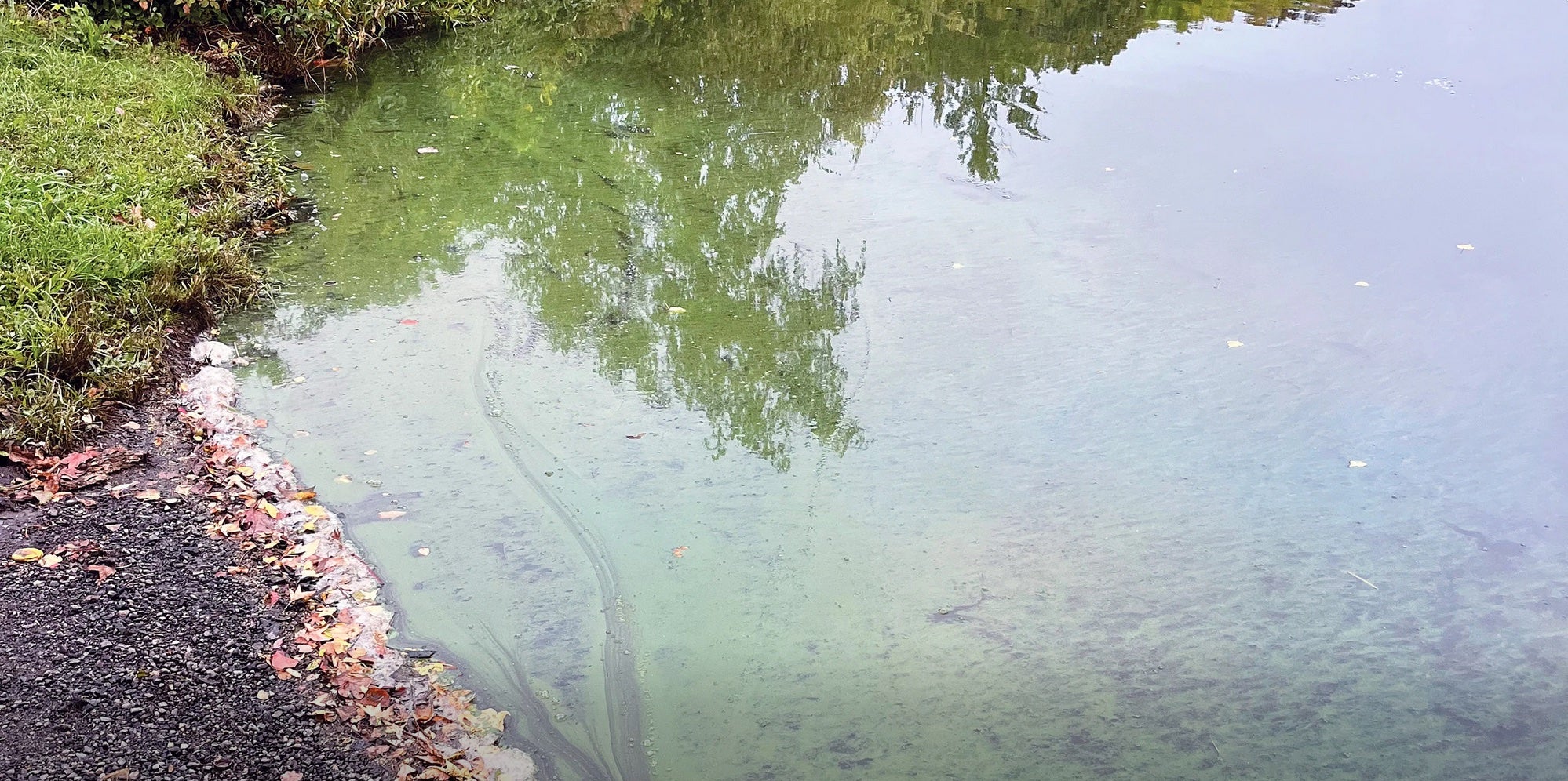 Cunliff Lake is one of three bodies of water in Providence’s Roger Williams Park that professor of pharmacy Matthew Bertin and his students have been monitoring for algae blooms. When blooms occur, Bertin’s team harvests and tests the algae for toxins.