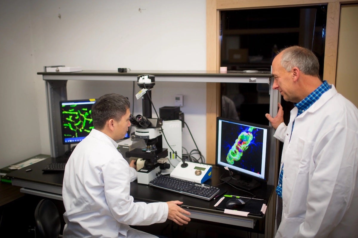 Researcher Feng Xu (seated) and William Van Nostrand look at amyloid deposits in the blood vessels of a rodent model previously developed by their lab. /Photo by Kathleen Dooher
