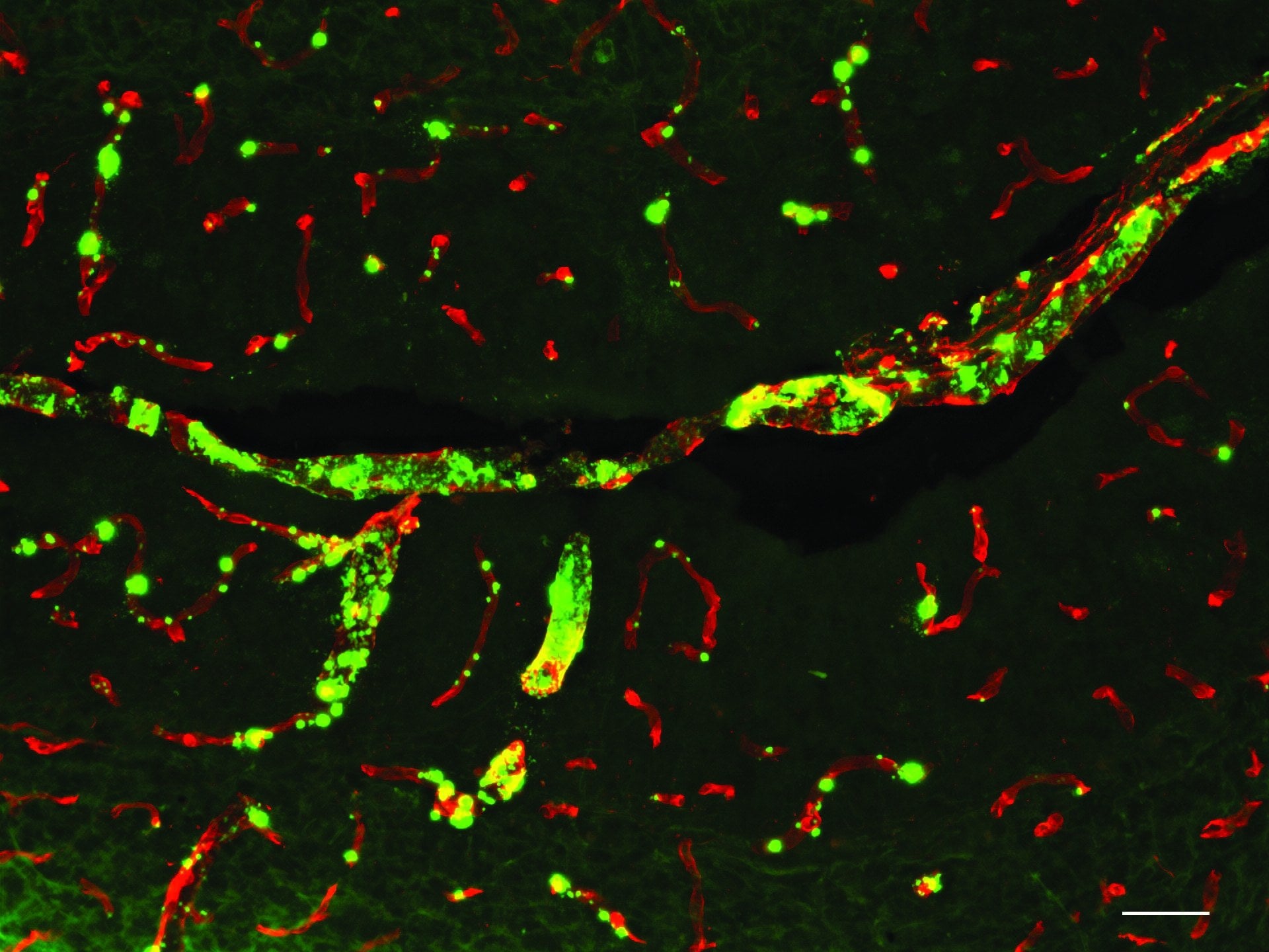 Additional brain health or neuroscience research image.