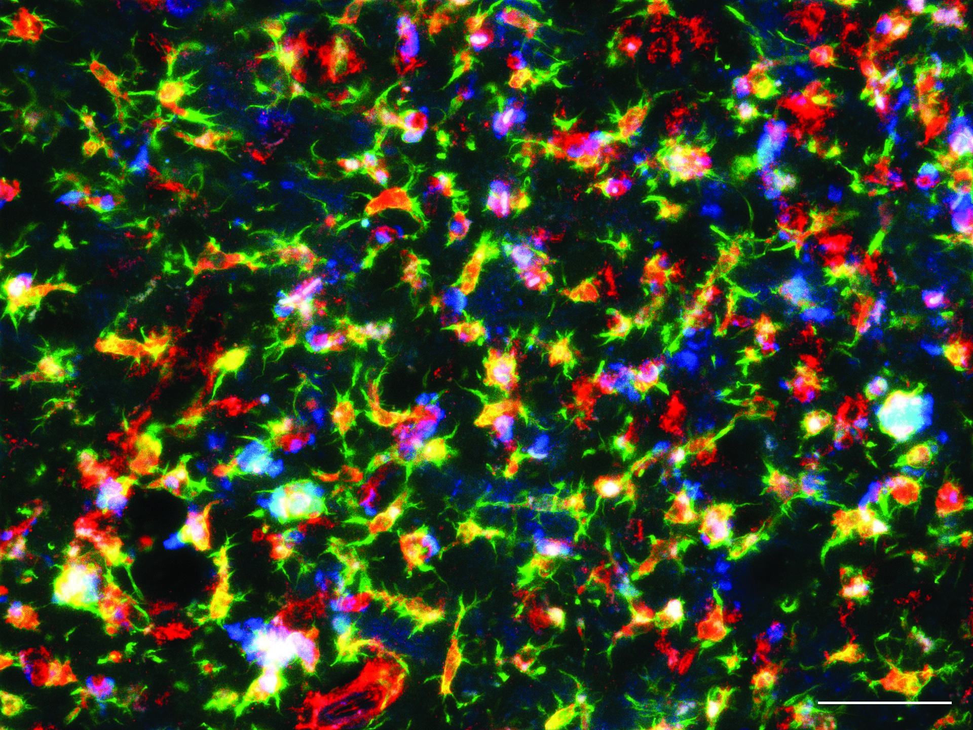 Additional brain health or neuroscience research image.