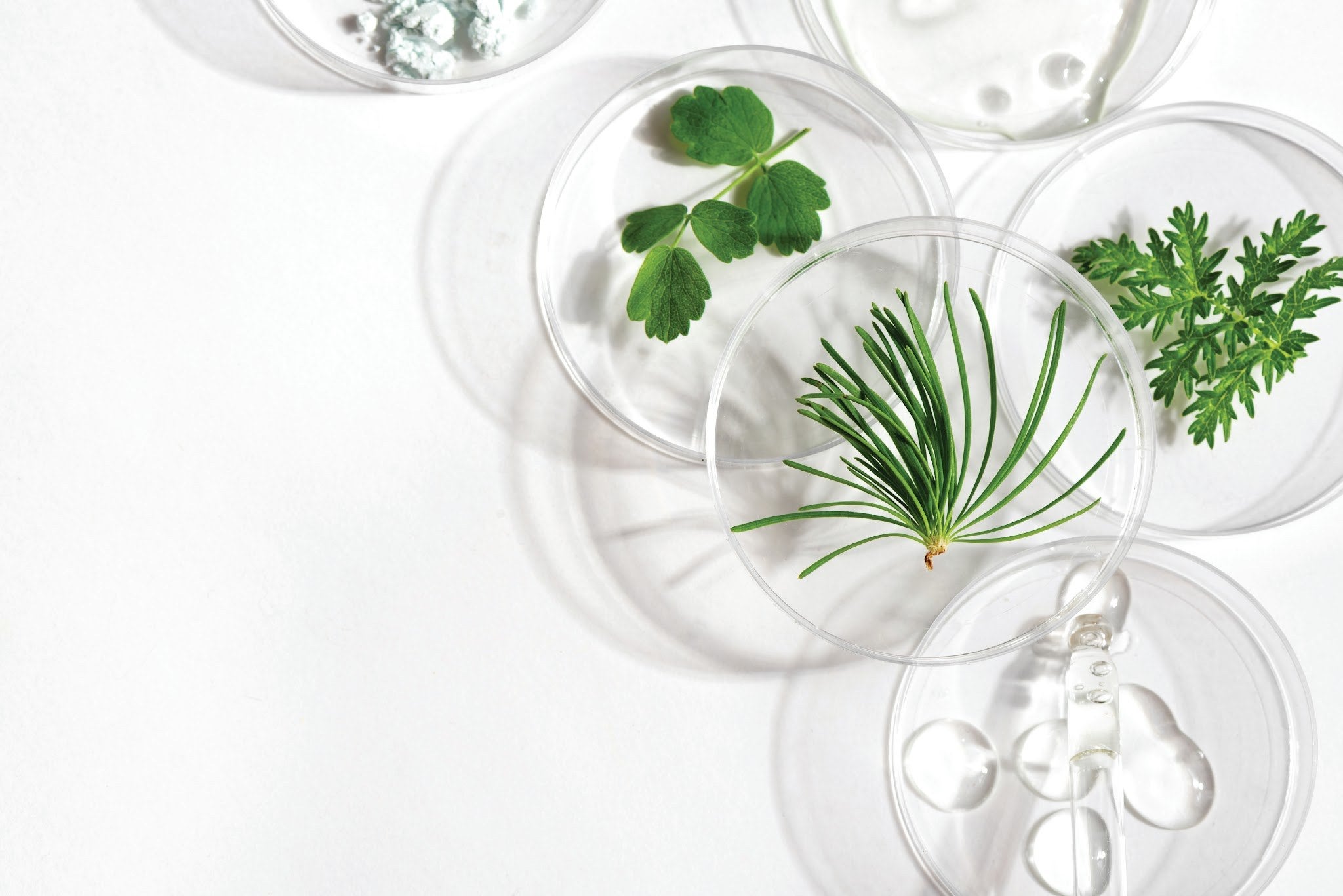 Additional image related to medicinal plants or natural product research.