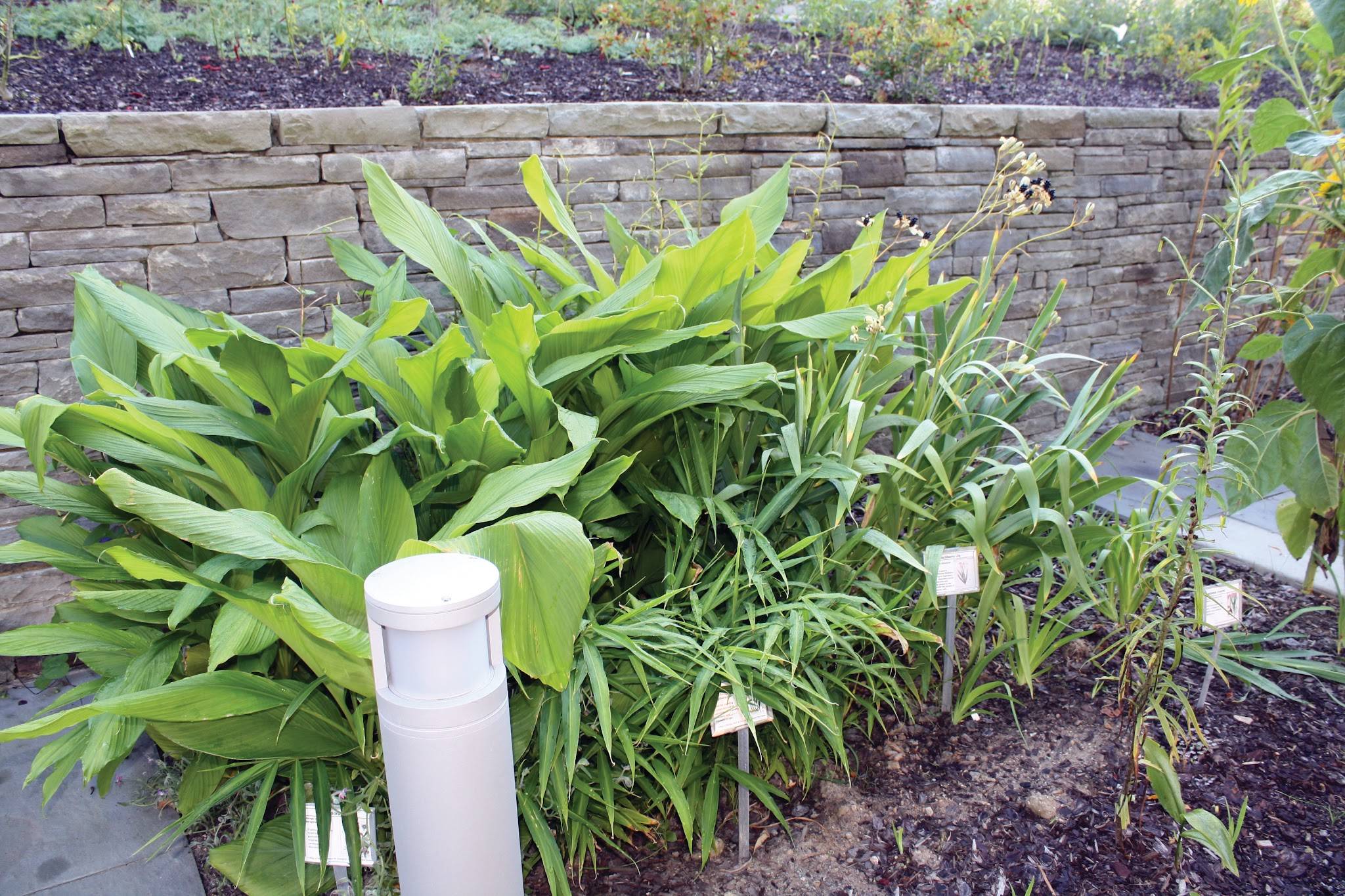 Additional image related to medicinal plants or natural product research.