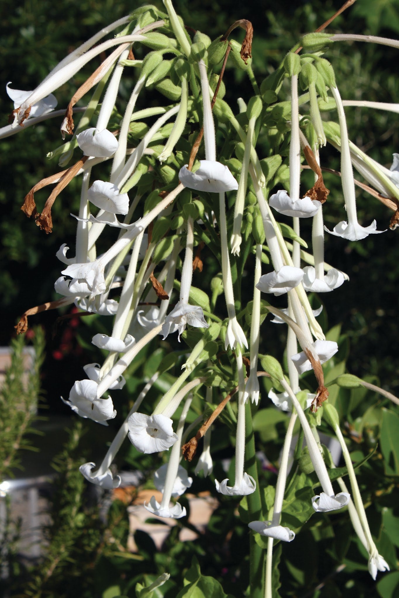 Additional image related to medicinal plants or natural product research.