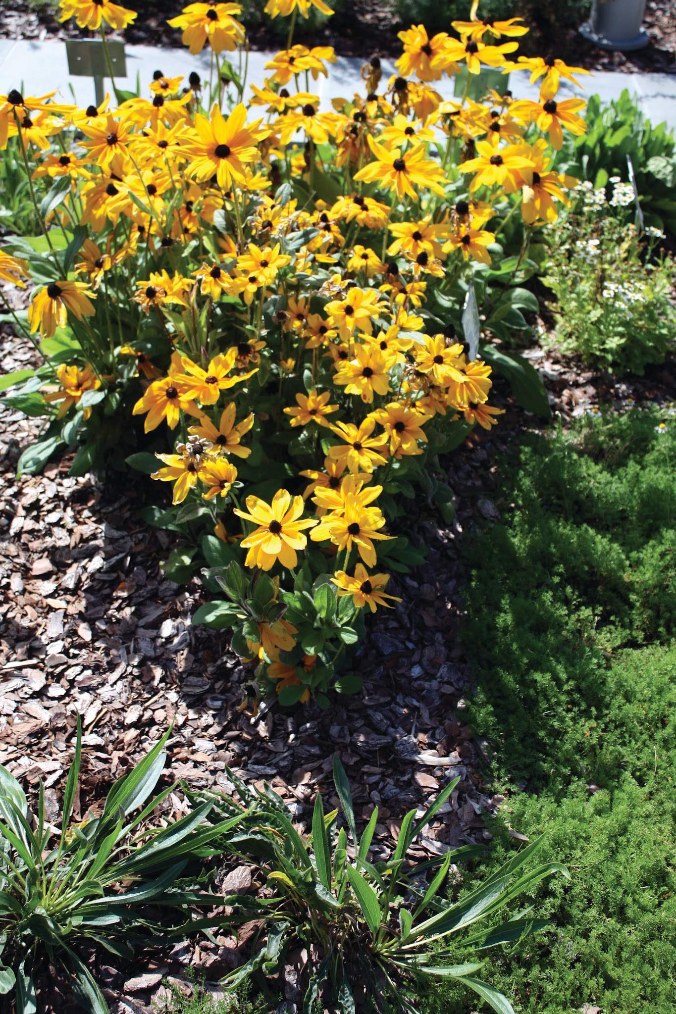 Additional image related to medicinal plants or natural product research.