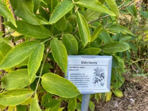 URI’s Youngken Medicinal Garden offers an up-close look at the roots of modern medicine and is open to the public for both formal and self-guided tours. (URI Photo)