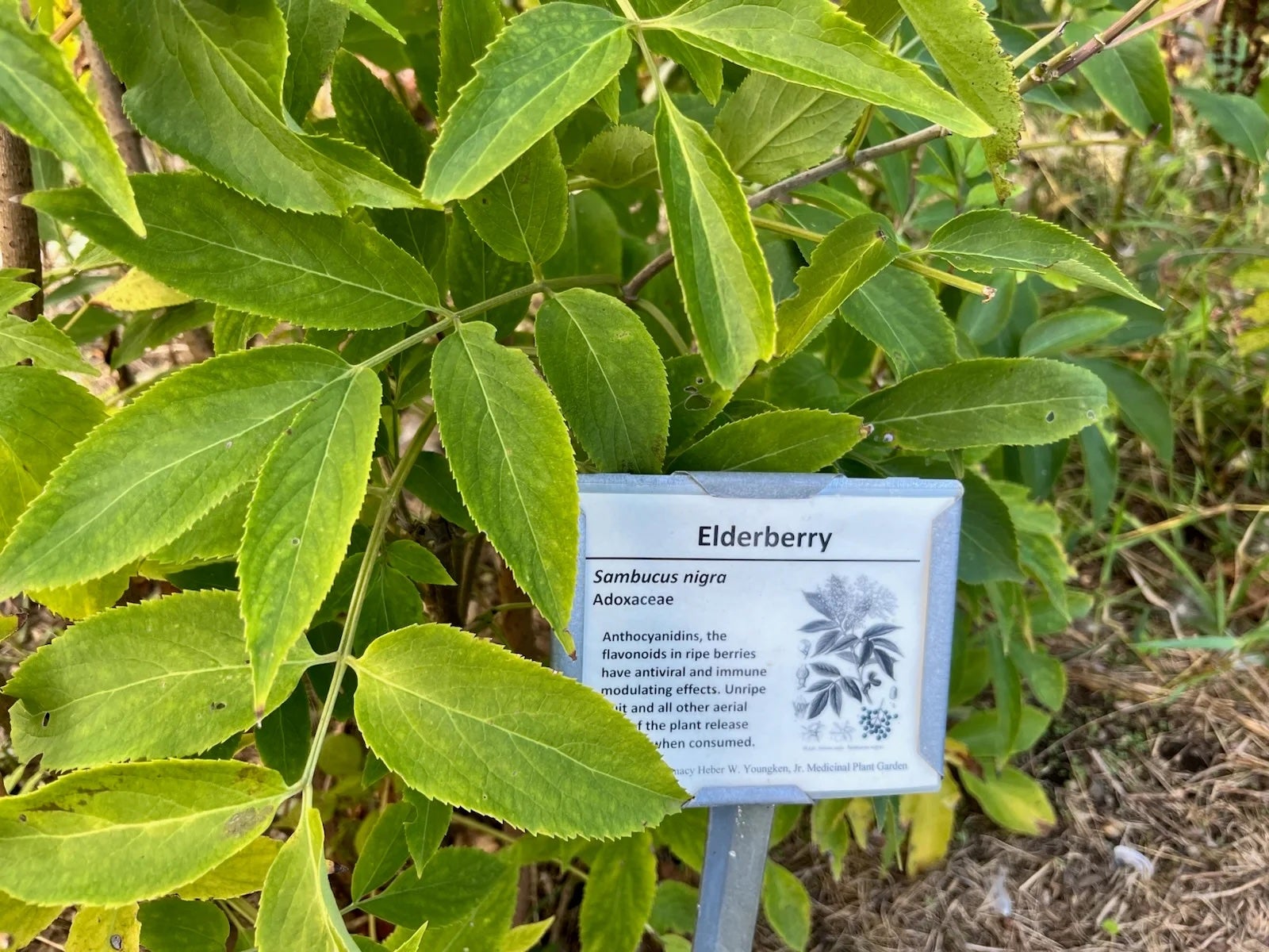 URI’s Youngken Medicinal Garden offers an up-close look at the roots of modern medicine and is open to the public for both formal and self-guided tours. (URI Photo)