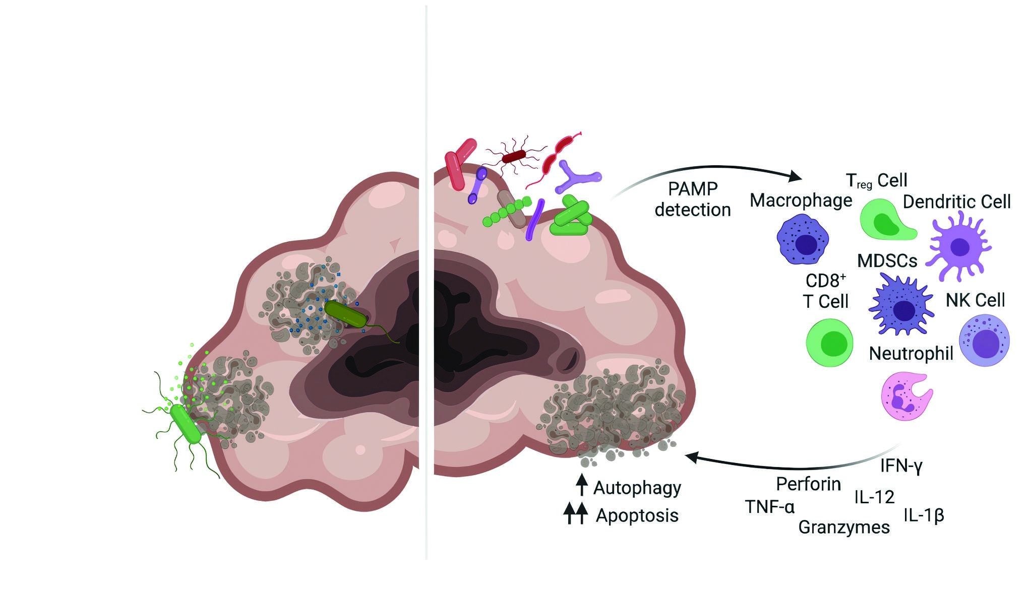Additional image related to pancreatic cancer or engineered-bacteria research.
