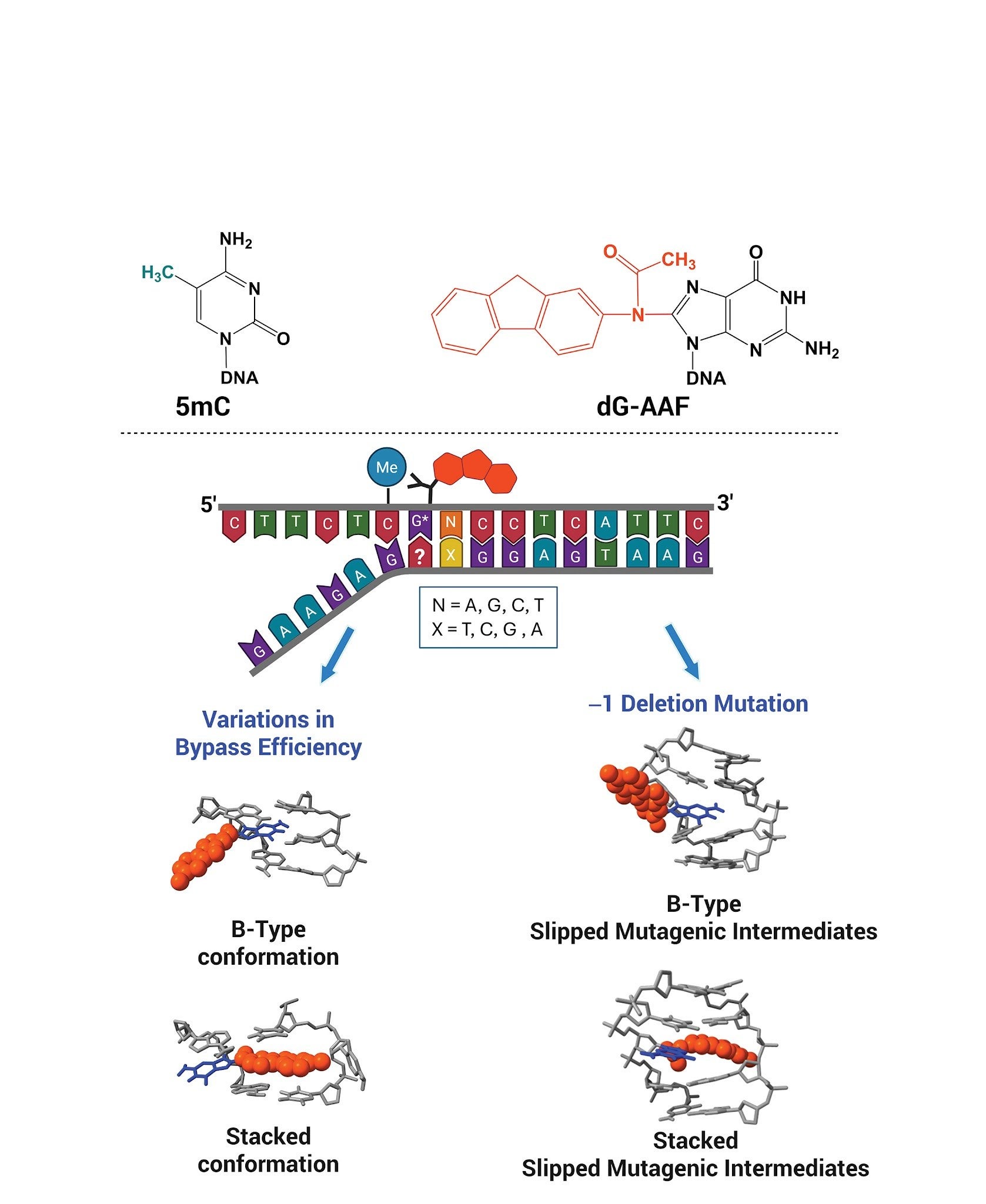 Additional image related to DNA damage and repair research.