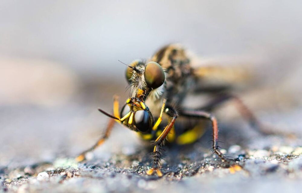 Pollinator Predators Academic Excellence Awards Winners – Office of the Provost