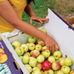 A volunteer helps sort a box of apples grown on East Farm