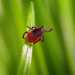 Close-up image of a black-legged, or deer tick on a blade of grass