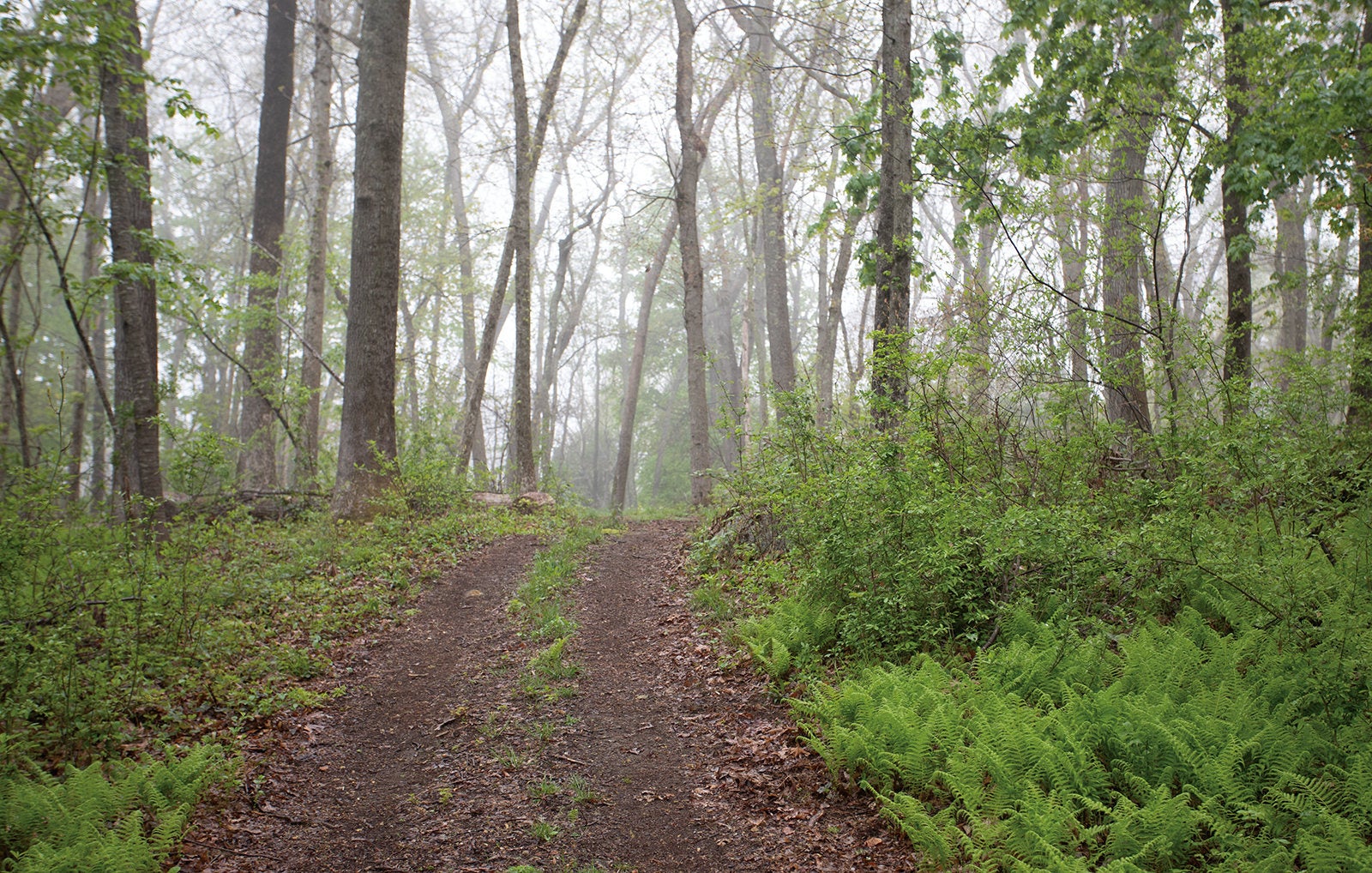 A wooded pathway on the the URI East Farm taken on a misty day