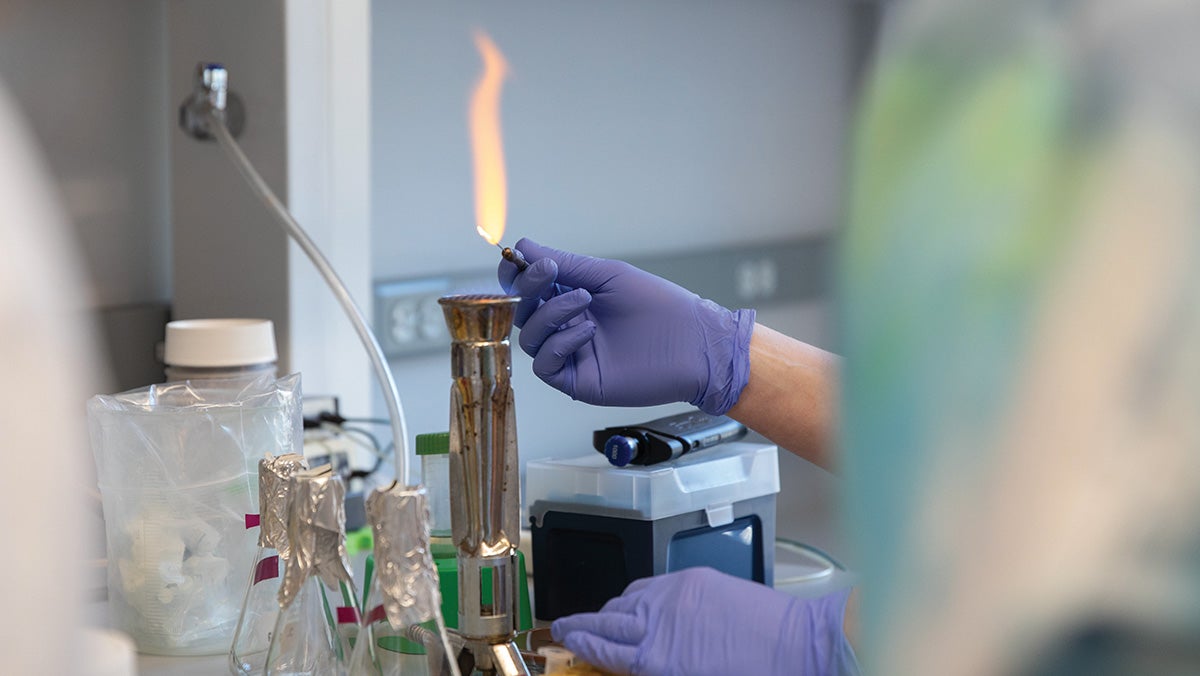 A hand covered by a white glover holds a sample above an orange flame streaming from a Bunson burner