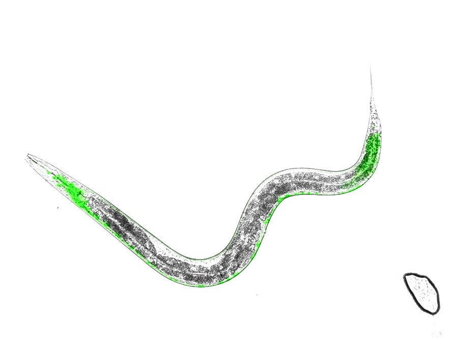 Introduction to <em>C. elegans</em> (worm model) Neurobiology
