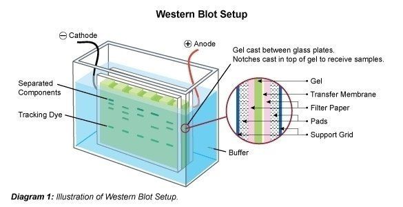 Western Blot Analysis