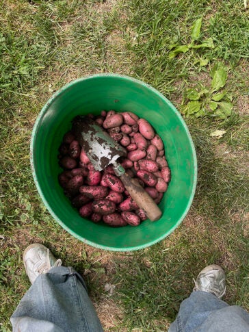 a green bucket sits on the grass with a trowel and many red potatoes inside. A person's shoes and jeans standing over the bucket can be seen. 
