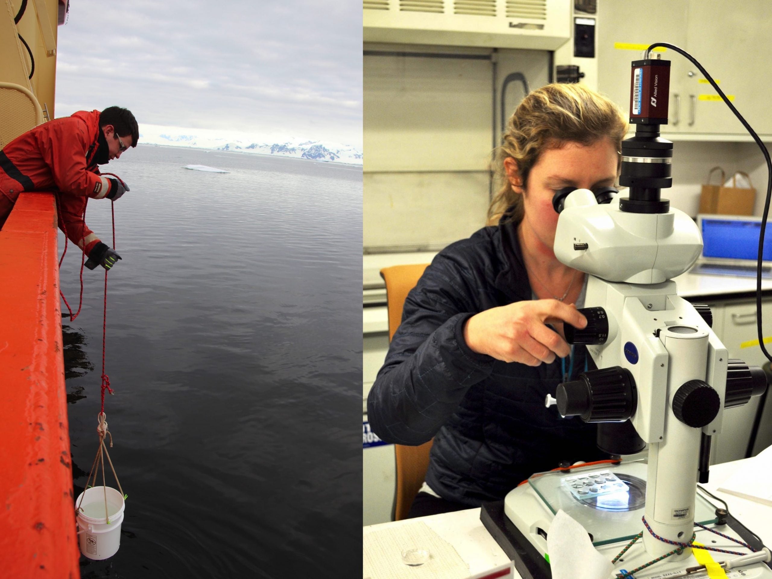 Collecting surface phytoplankton using a bucket (left) and viewing the same phytoplankton under a microscope (right).