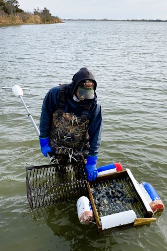 A man in a body of water (salt pond) collecting quahogs using a rake and floating metal basket.