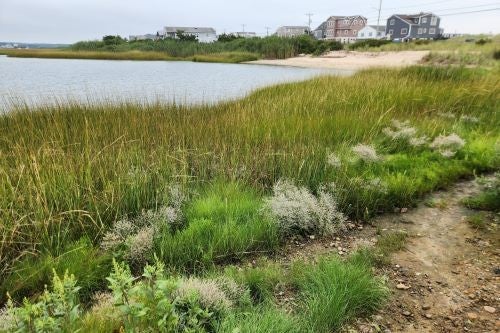 Photo of salt marsh vegetation at water's edge