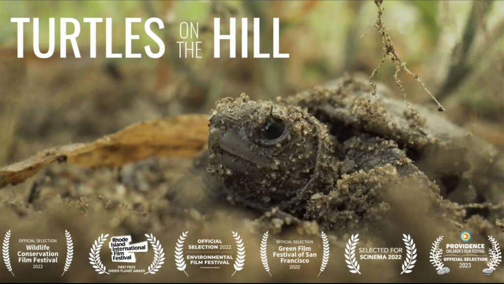 turtles on the hill poster