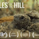 turtles on the hill poster