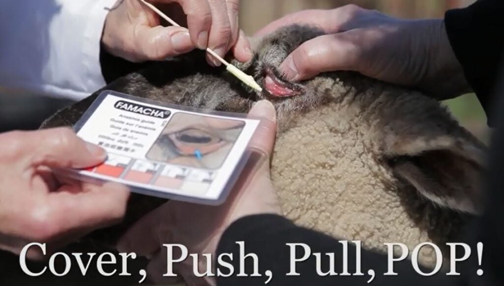 Sheep receiving treatment