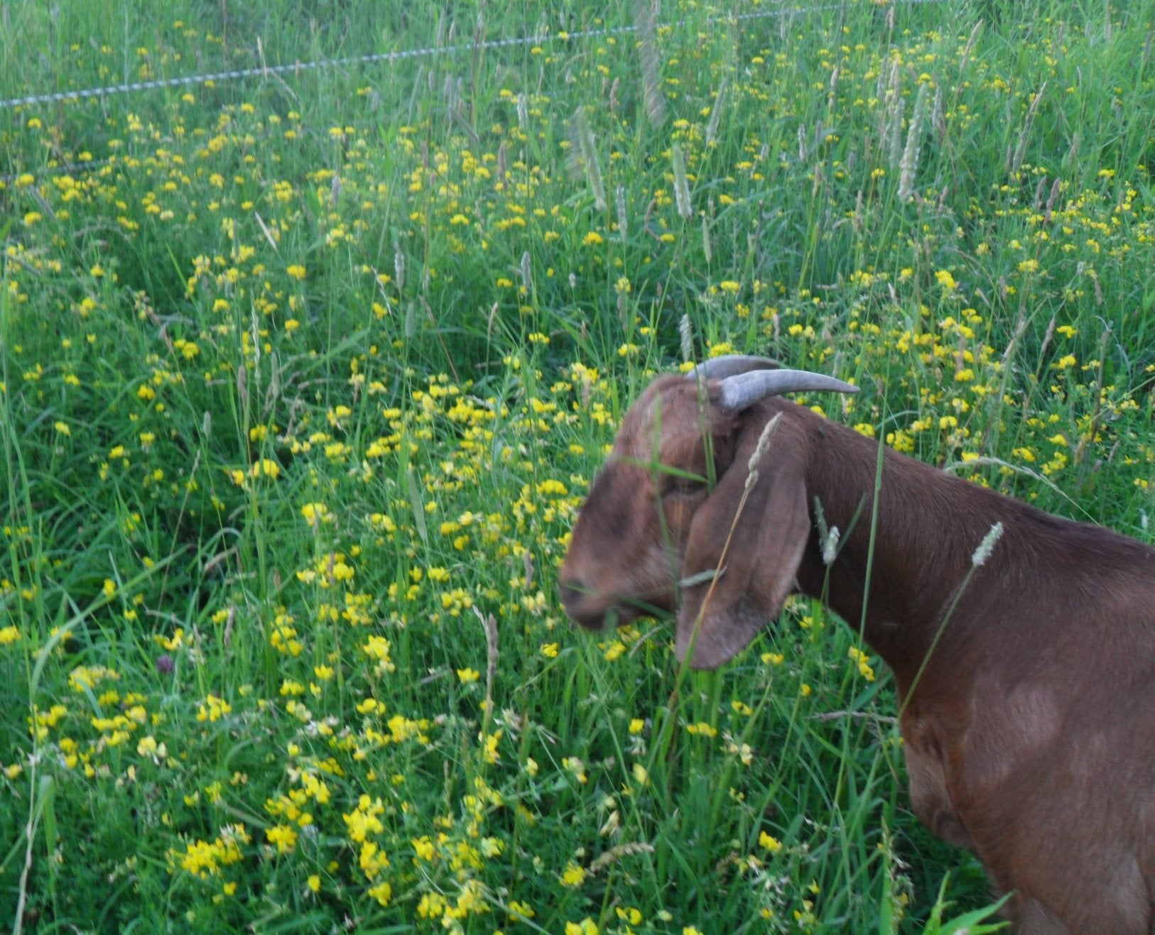 Forage-based Parasite Control In Sheep And Goats In The Northeast U.S.