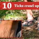 10 ticks crawl up. Man's feet in flip flops with tiny larval ticks on them