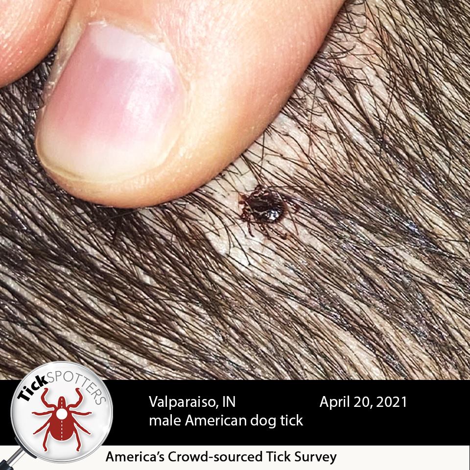 Ticks best sale on dogs