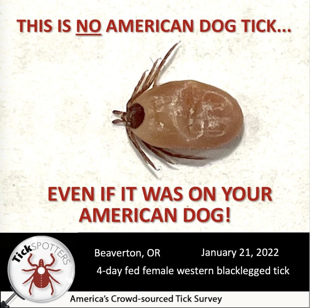 WesternBlacklegged Tick TickEncounter