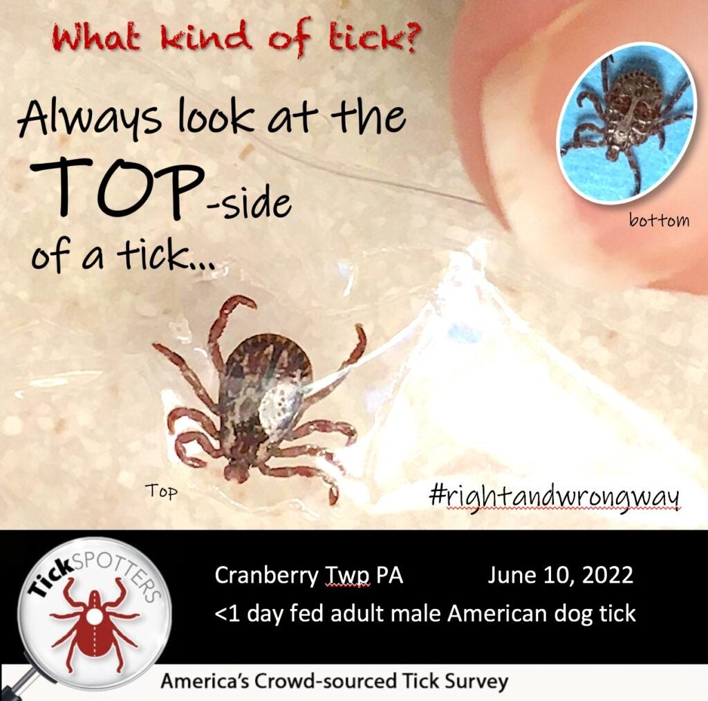 do male american dog tick ticks feed