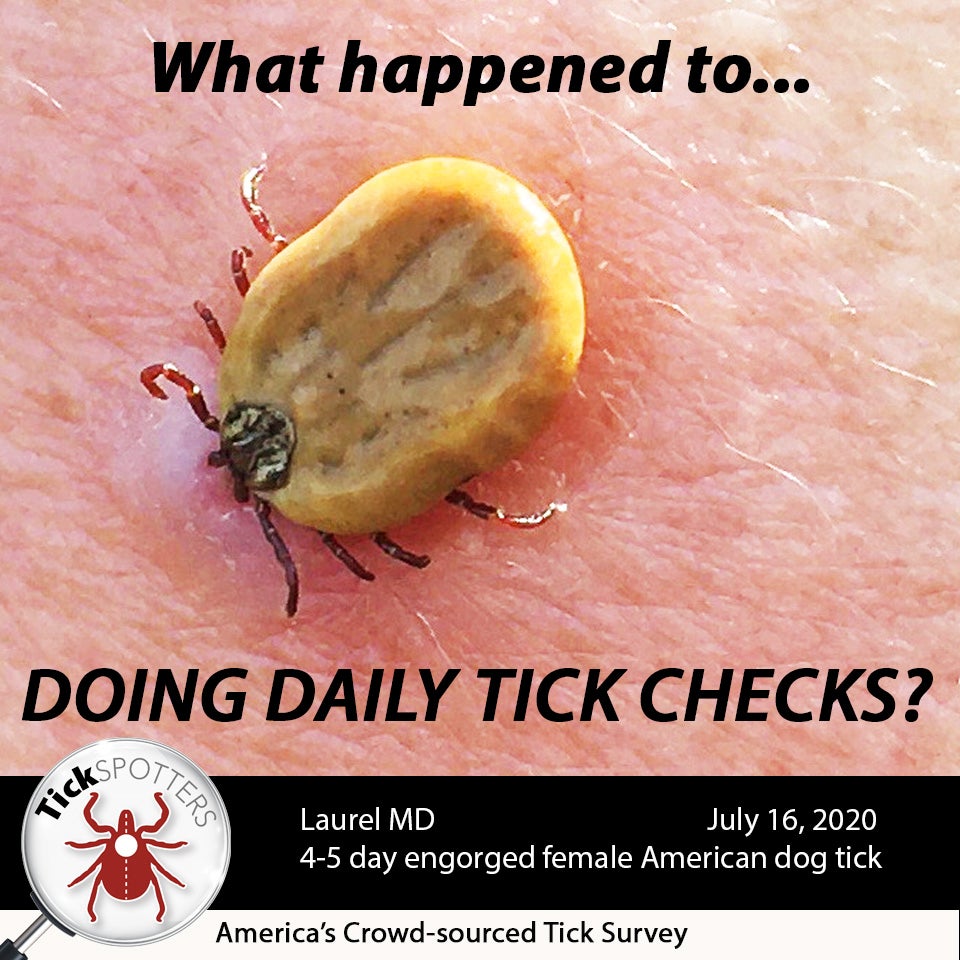 American Dog Tick TickEncounter