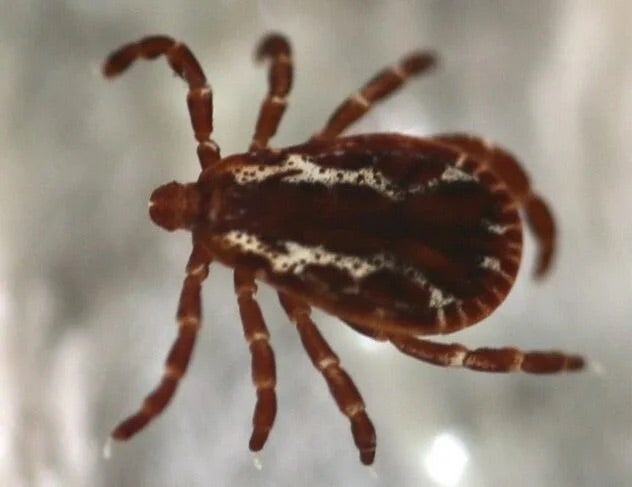 top side view of male American dog tick