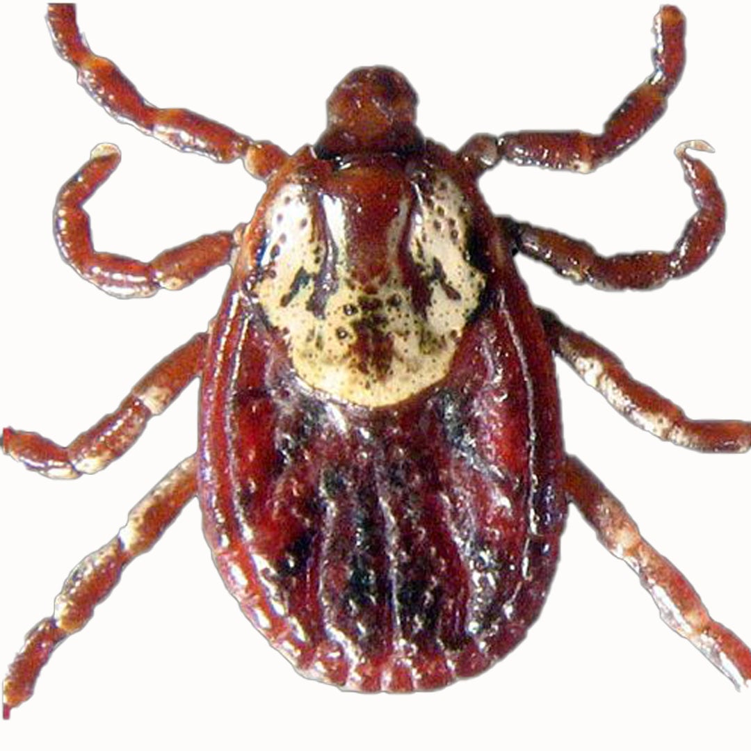 Top view of a female American dog tick