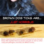 Brown dog ticks are...just horrible! Brown dog ticks don't transmit Lyme disease but can transmit Rocky mnt Spotted fever to people and pets as well as other nasty pet pathogens and they can INFEST homes.